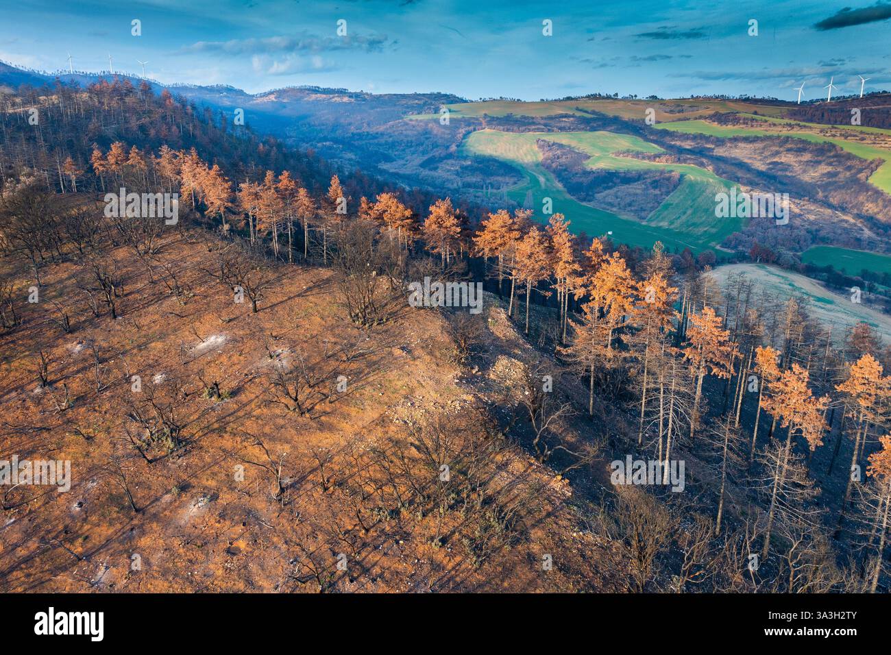 Alberi e campi bruciati dopo un incendio a legarda, navarra, spagna Foto Stock