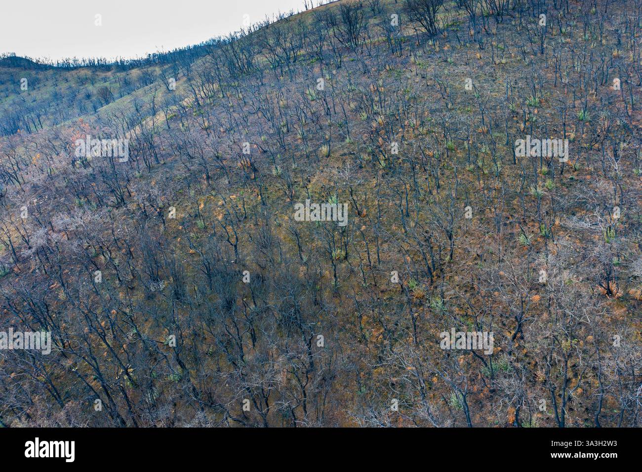 Incendio selvaggio devastante foresta a legarda, navarra, spagna, causando danni ambientali Foto Stock