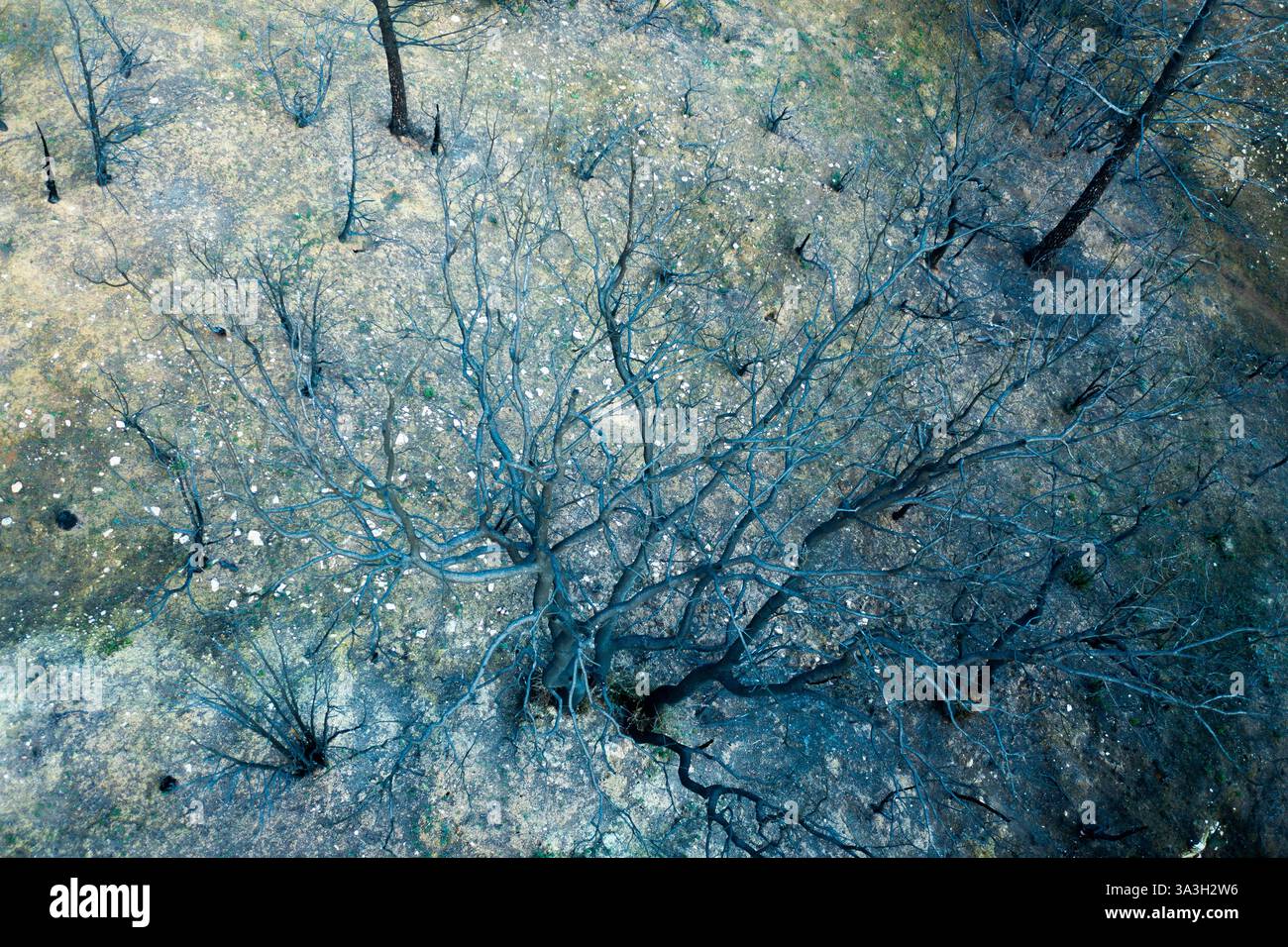 Incendio selvaggio devastante foresta a legarda, navarra, spagna, causando danni ambientali Foto Stock