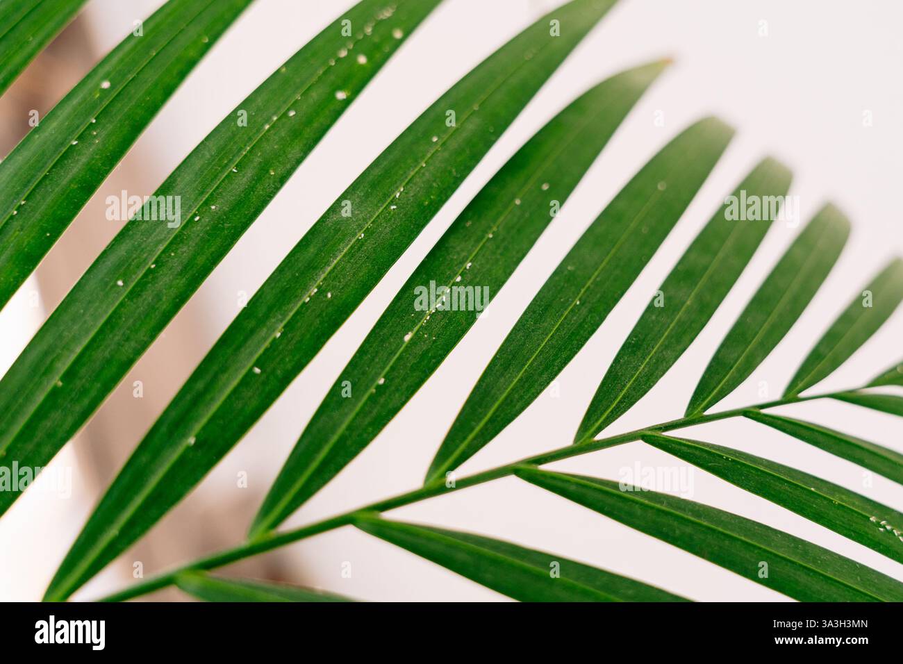 Un primo piano di foglie Chamaedorea elegans mostra segni di infestazione degli acari ragni. Piccole macchie bianche coprono il fogliame verde, evidenziando lo stress delle piante Foto Stock