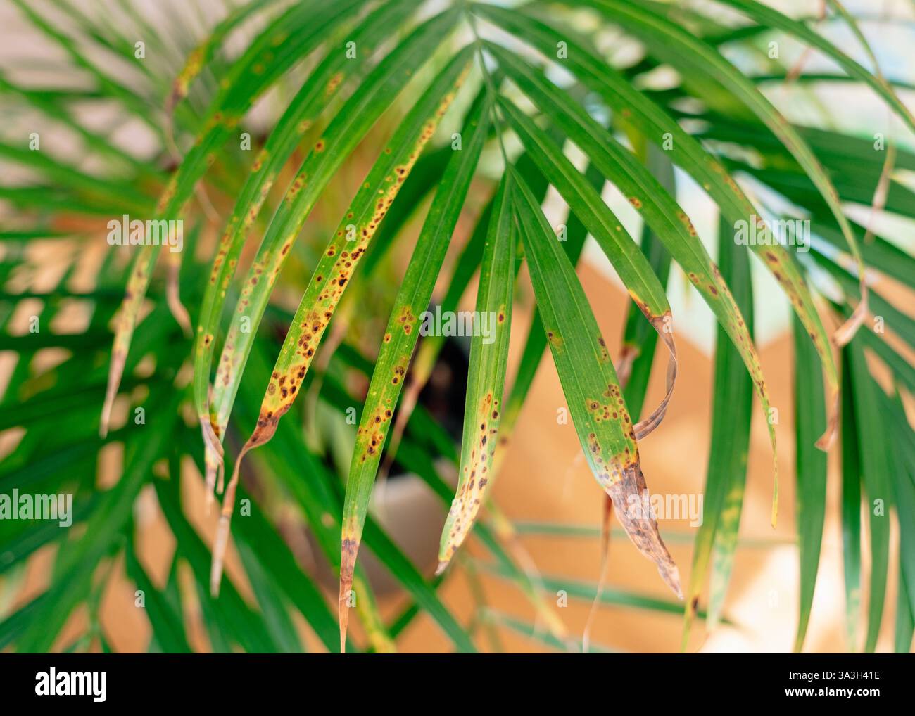 Una Chamaedorea elegans lascia con punte asciutte e danneggiate. Il delicato fogliame verde contrasta con i bordi marroni, evidenziando la risposta delle piante Foto Stock