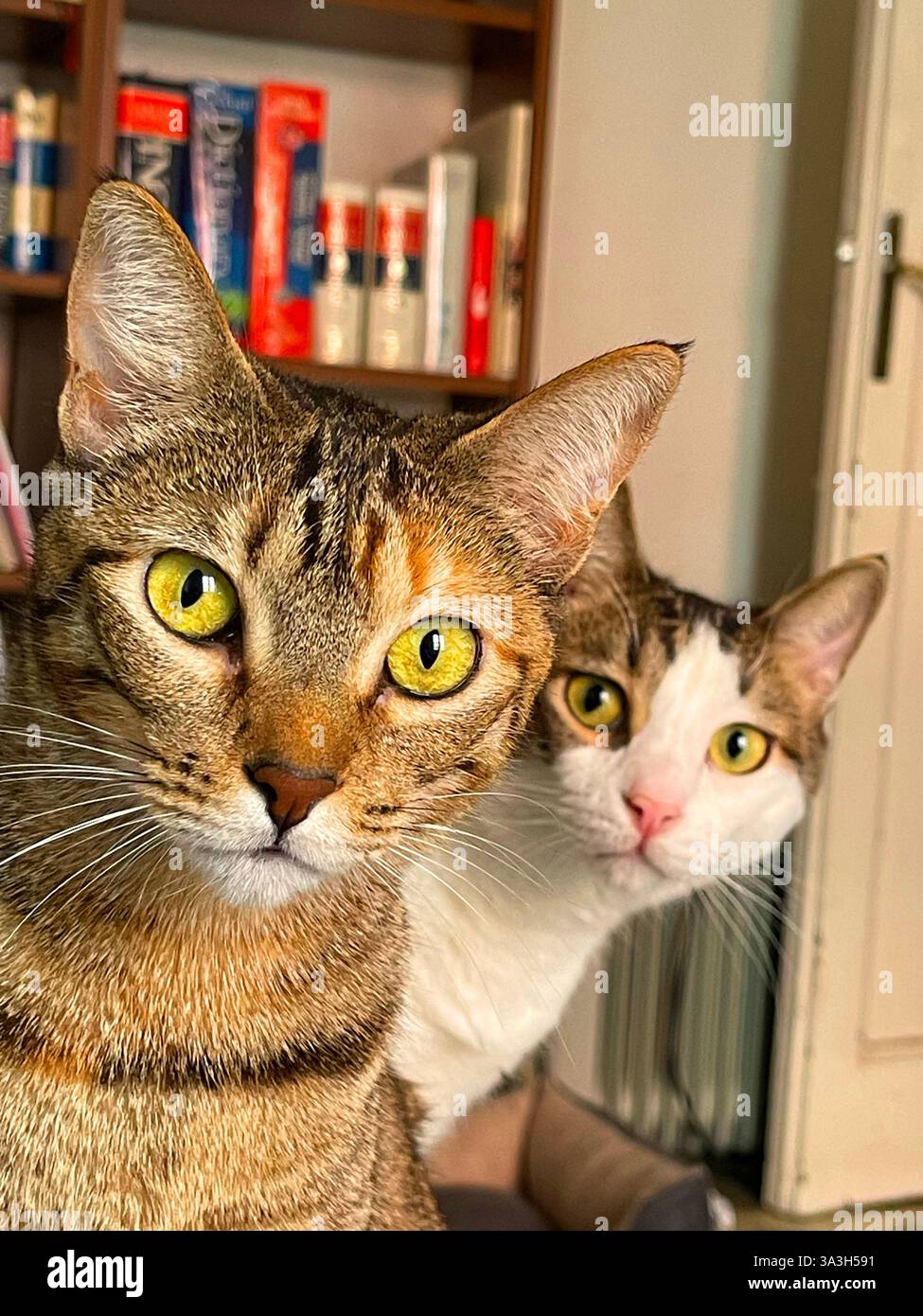 Un paio di bellissimi gatti che guardano la telecamera. - Immagine stock catturata con smartphone