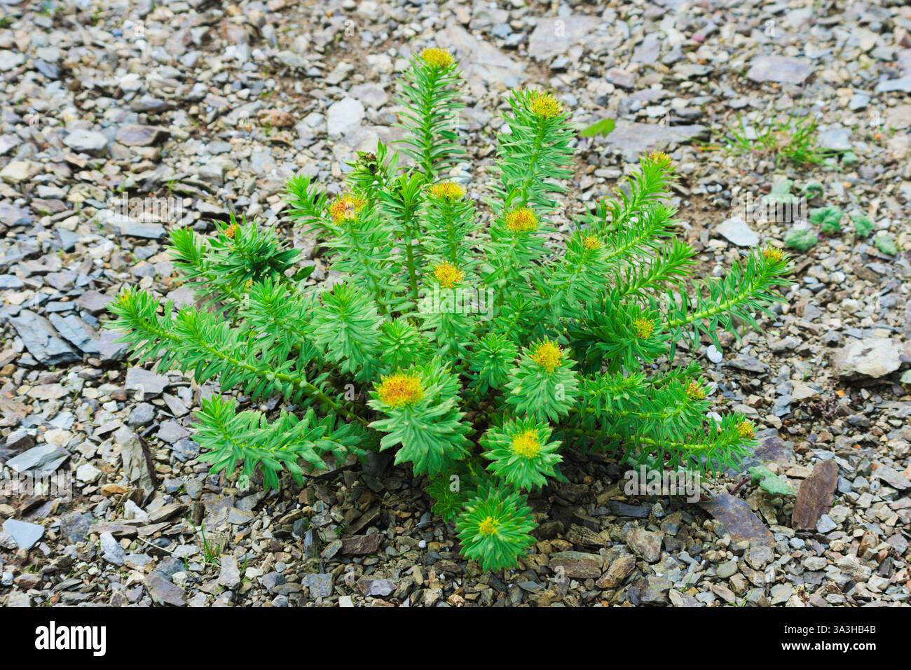 Rhodiola rosea nota anche come radice artica, radice dorata, radice di rosa, corona del re. È usato per trattamenti di medicina naturale. Foto Stock
