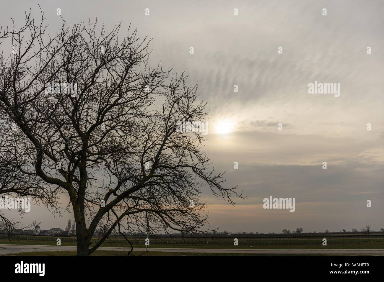 Morgenstimmung, Sonne hinter Wolken, karger Baum, Podersdorf am SEE, Burgenland, Oesterreich Foto Stock