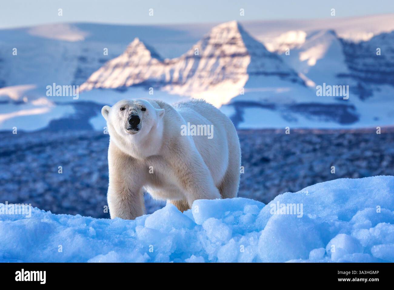 Orso polare, ursus maritimus e le montagne di roccia rossa di Vikinge Bay, Scoresby Sund, Groenlandia. Vista frontale di una donna adulta in piedi su un ghiaccio blu Foto Stock