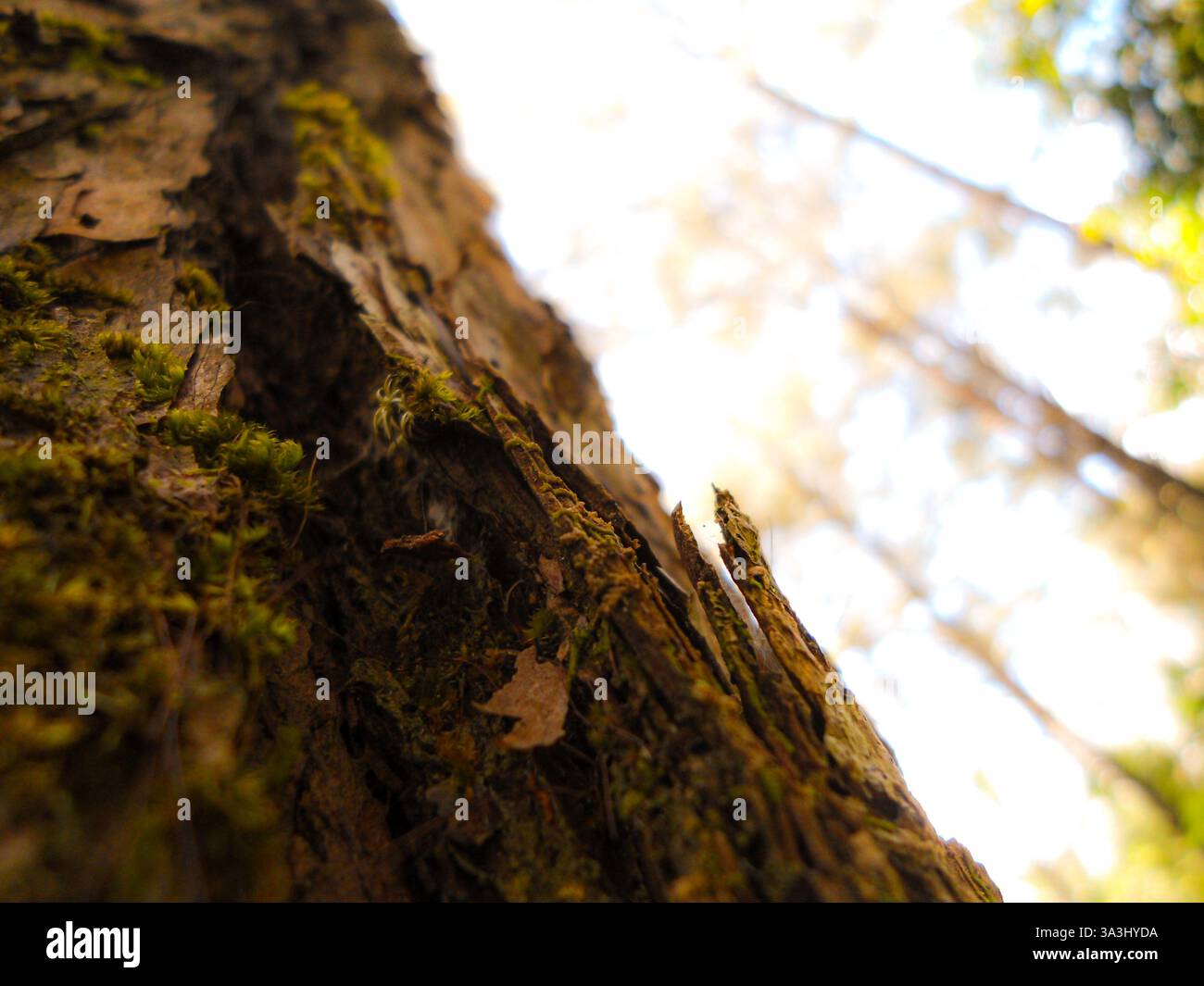 Corteccia Foto Stock