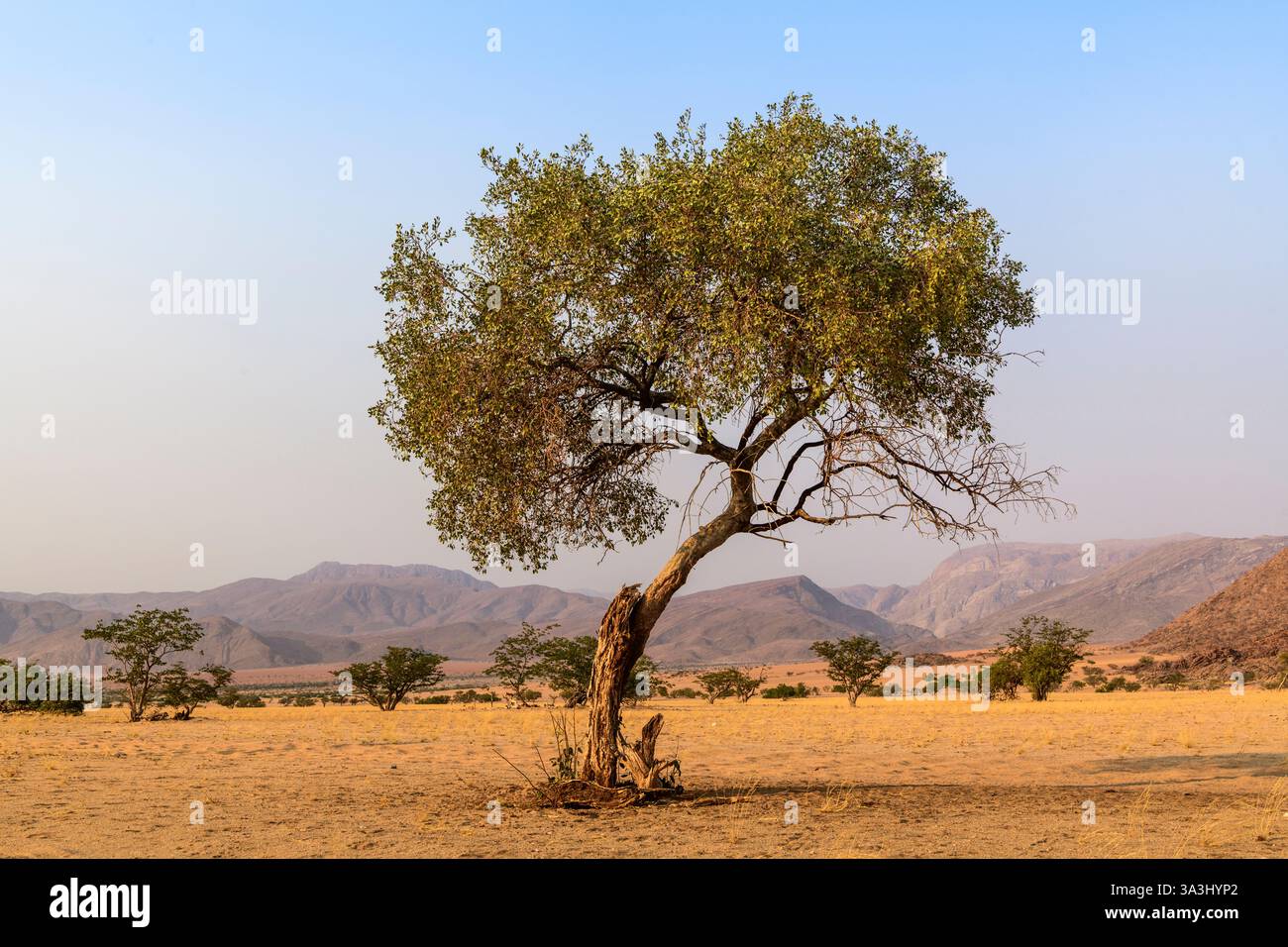 Paesaggio africano con praterie e alberi, Namib-Naukluft, Namibia Foto Stock