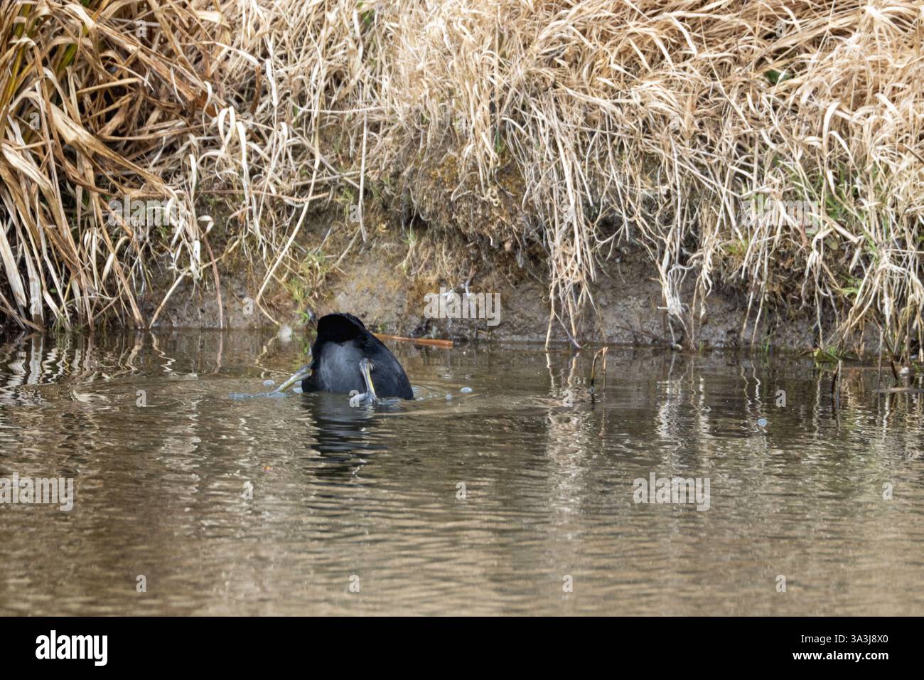 Tuffarsi in un laghetto eurasiatico – uccello d'acqua in azione Foto Stock