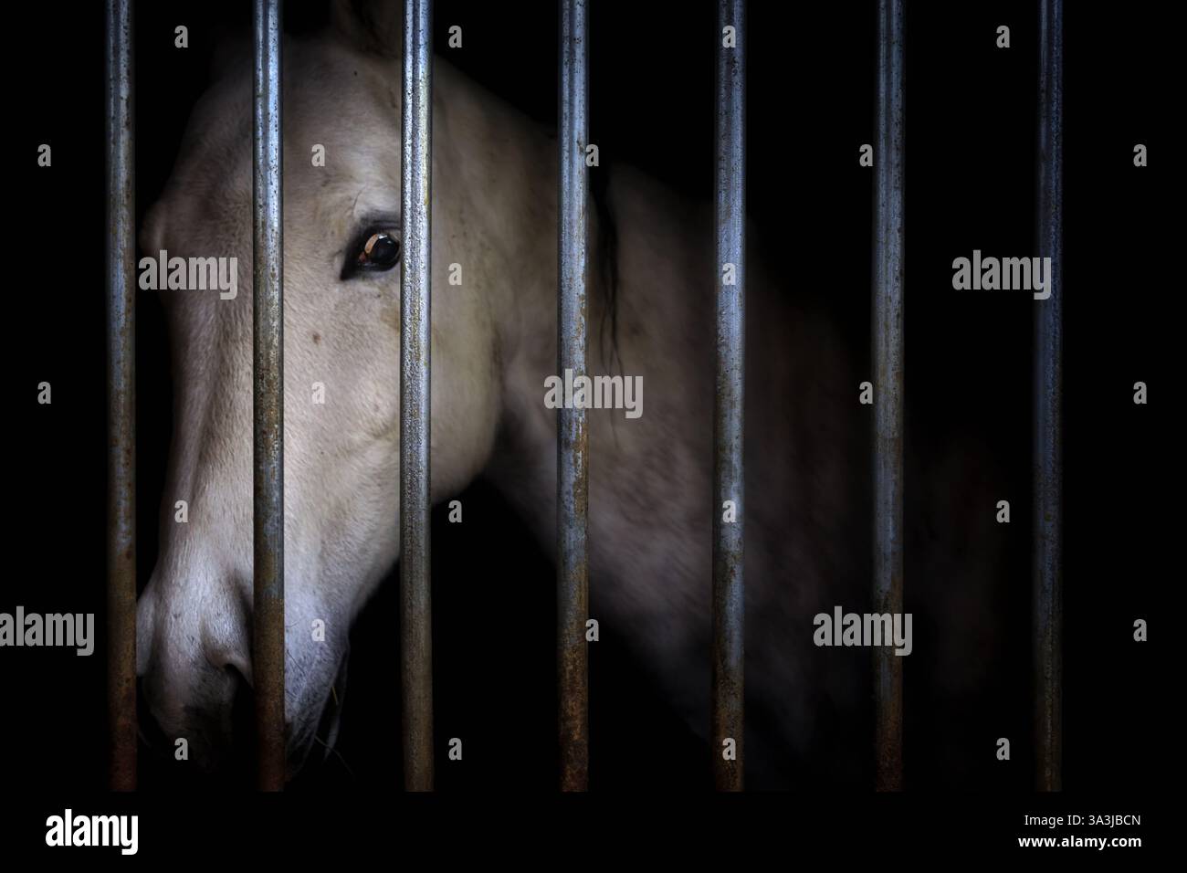 Un cavallo, siede nella sua stalla dietro le sbarre e fuori dal freddo invernale, a Cato, Wisconsin. Foto Stock