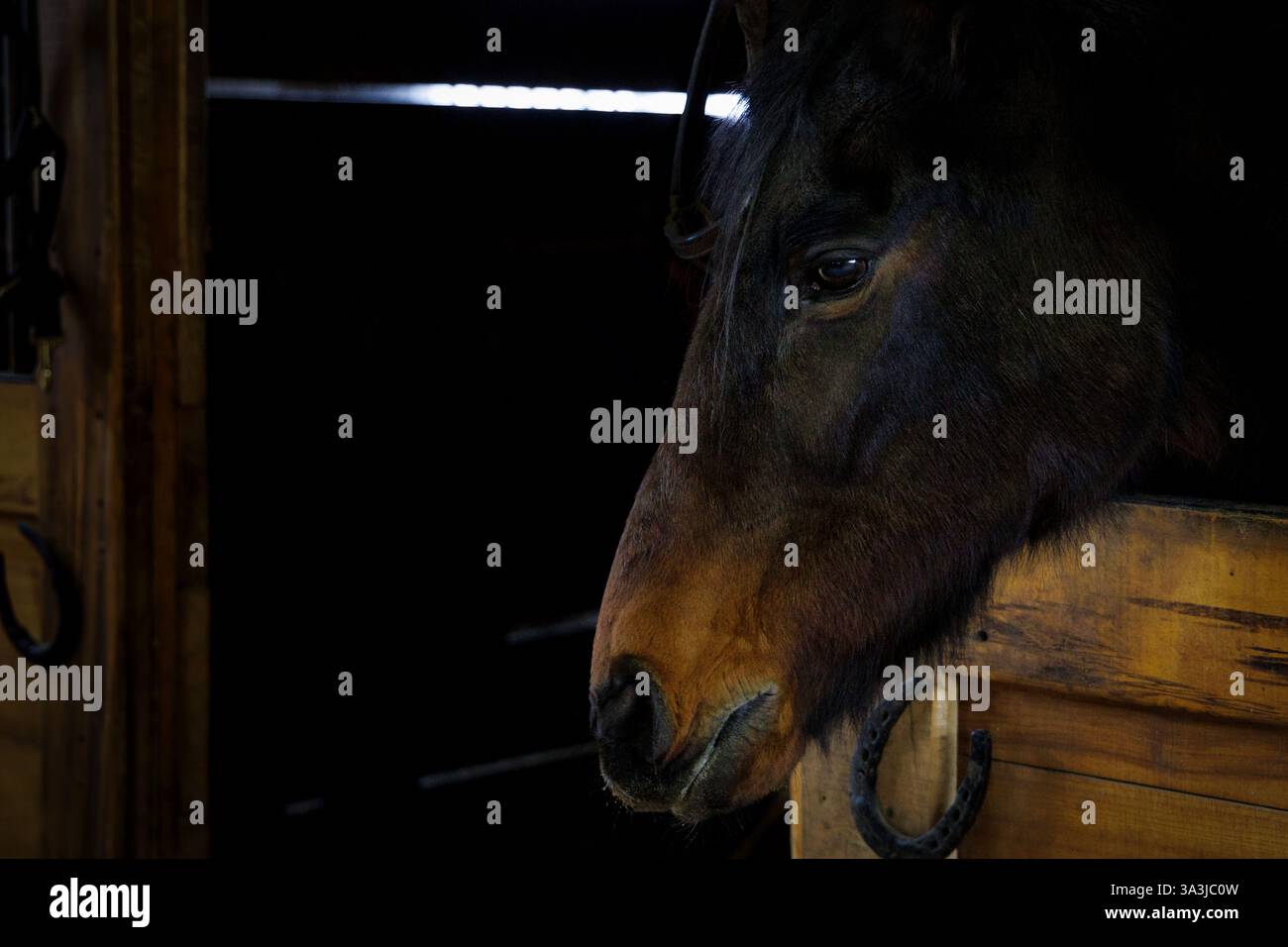 Un bel cavallo marrone siede in una penna in un fienile a Cato, Wisconsin. Foto Stock