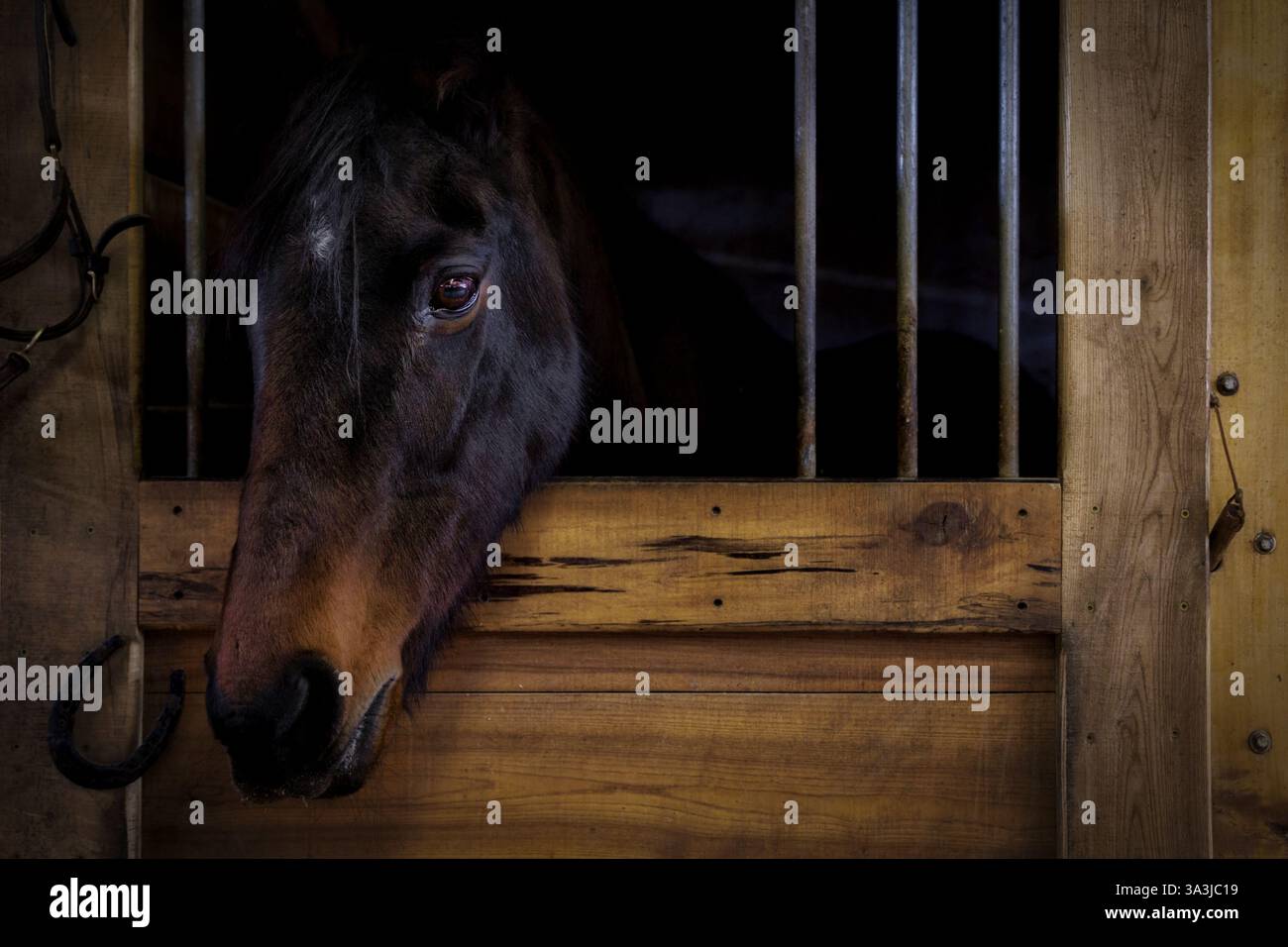 Un bel cavallo marrone siede in una penna in un fienile a Cato, Wisconsin. Foto Stock