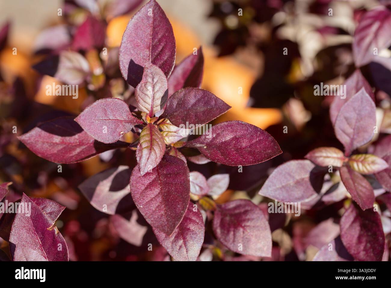 Alternanthera Purple Prince è una pianta ornamentale con foglie rosse, di solito piantata sui fianchi della strada o nei parchi cittadini. Foto Stock