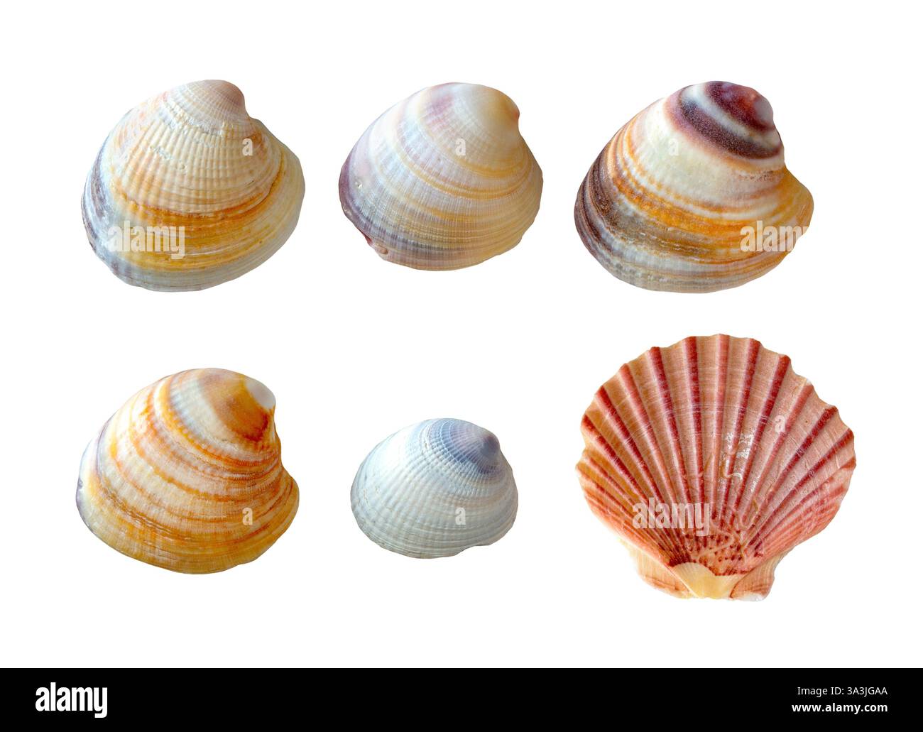 Una conchiglia di capesante neozelandese e 5 conchiglie di vongole sull'isola settentrionale di te Ika-a-Māui vicino a Tāmaki Makaurau Auckland, Aotearoa nuova Zelanda isolata sul bianco Foto Stock