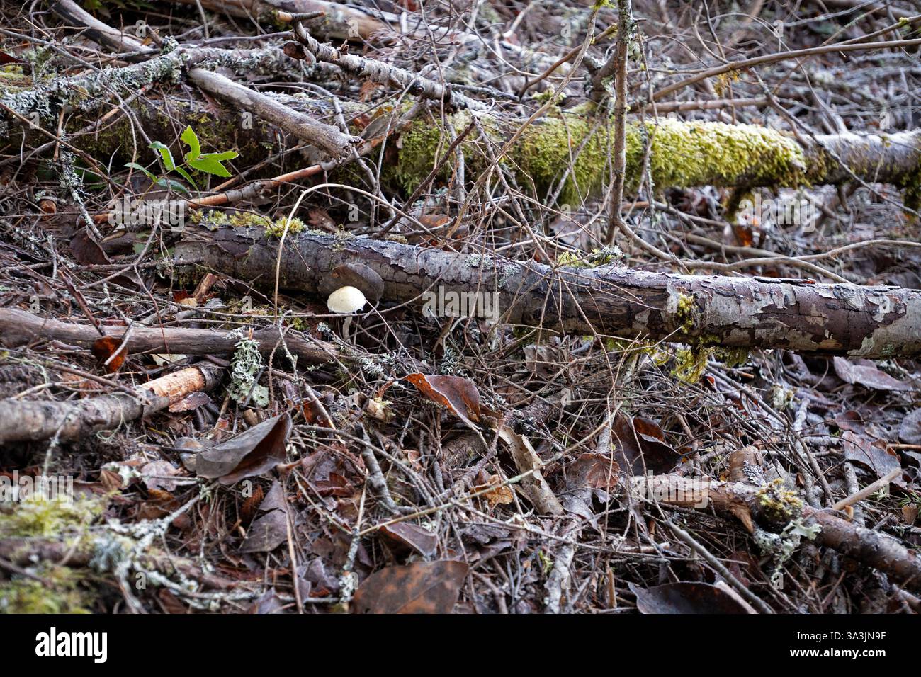 Stati Uniti, Stato di Washington. Fungo singolo trovato su un terreno boschivo. Foto Stock