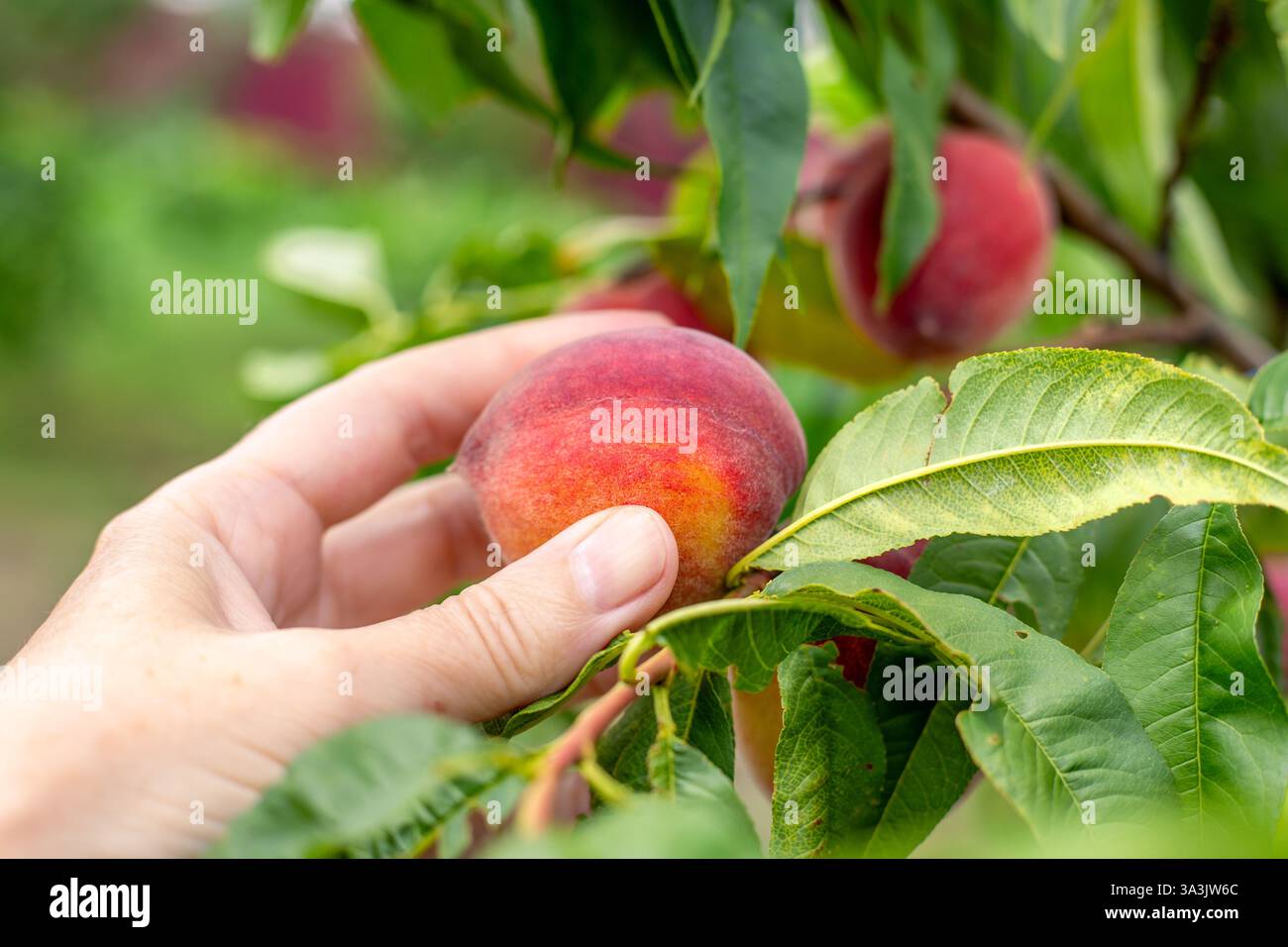 Le pesche mature e succose su un albero nel giardino vengono raccolte da un giardiniere. Raccolta della frutta. Foto Stock