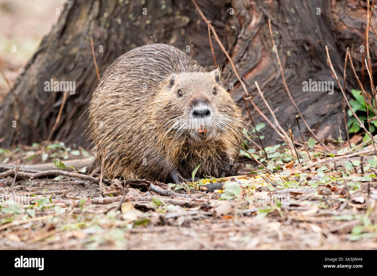 Una nutria a terra accanto al tronco di un grande albero con i suoi grandi denti arancioni che gli strizzano in bocca. Foto Stock