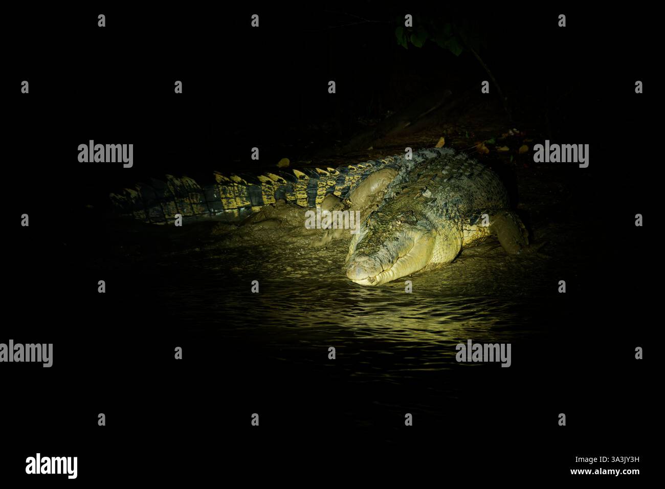 Coccodrillo di acqua salata Crocodylus porosus originario di habitat di acqua salata, zone umide salmastre e fiumi d'acqua dolce dall'India Australia, pericoloso per gli esseri umani Foto Stock