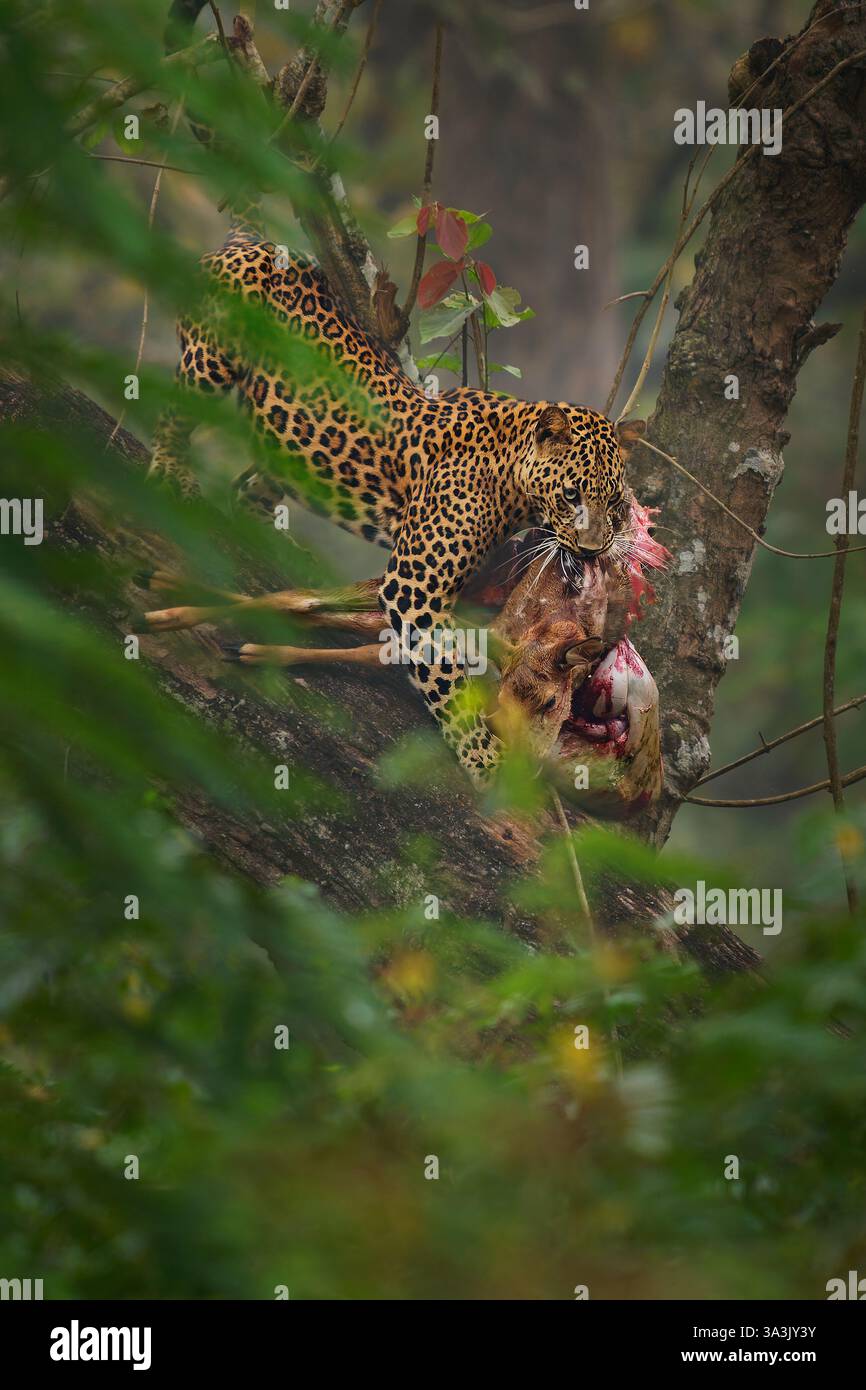 Leopardo - Panthera pardus, grande gatto giallo maculato, maschio si nutre di prede cacciate uccise sul ramo dell'albero , lo sposta altrove, India o Africa, genere Pant Foto Stock