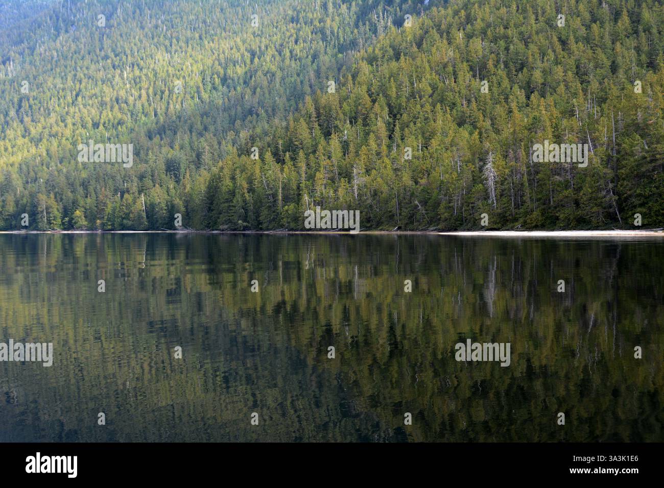 Una montagna di vecchi alberi che si riflettono nelle calme acque del lago Ellerslie nella regione della foresta pluviale Great Bear della Columbia Britannica, Canada. Foto Stock