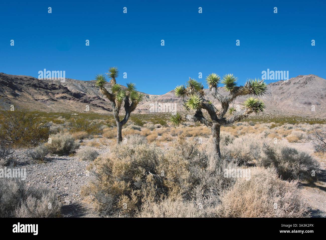Due alberi di Joshua nella valle del deserto Foto Stock Due alberi di Joshua nella valle del deserto Foto Stock