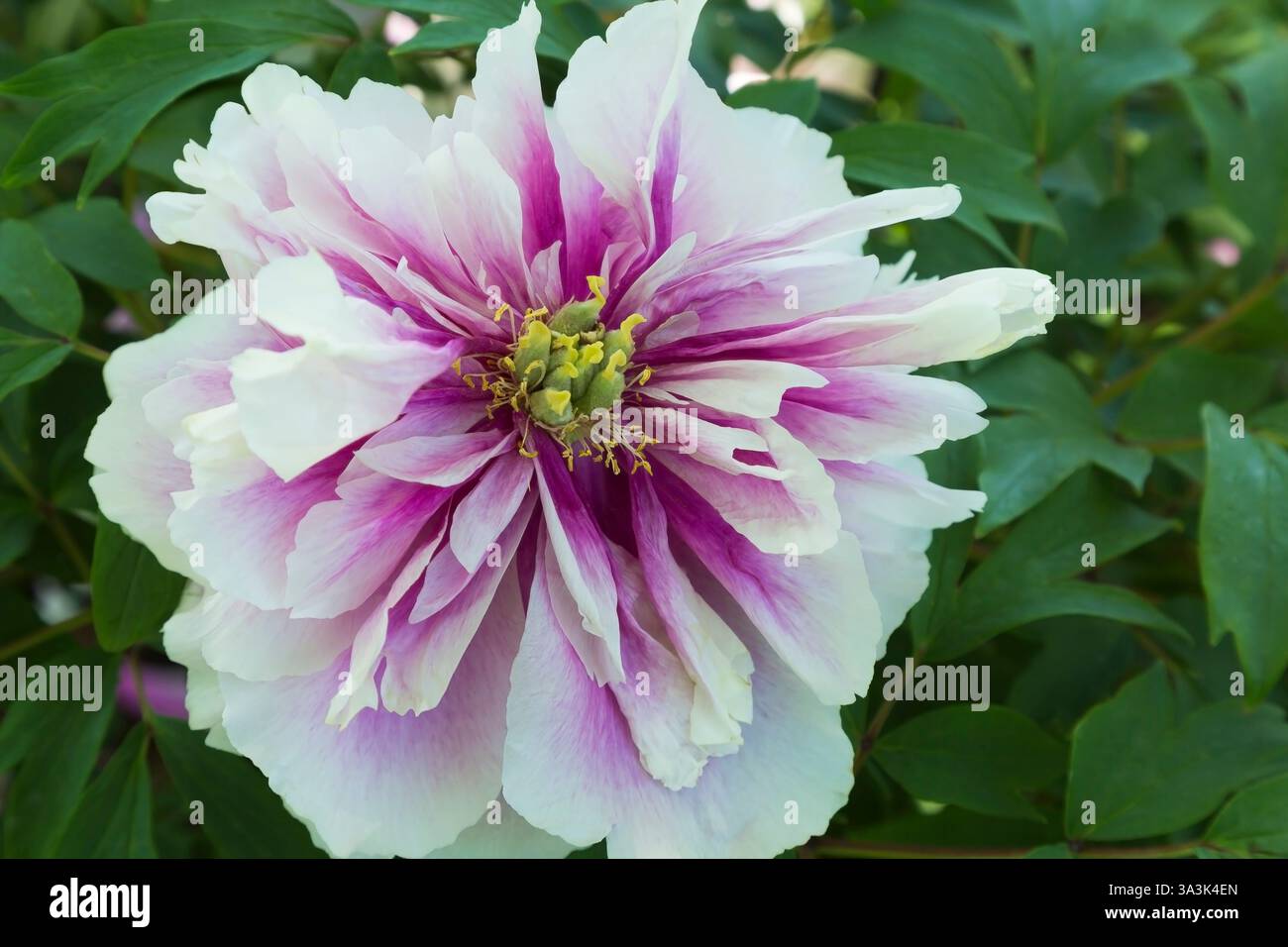 Primo piano di Paeonia suffruticosa bianco e viola – testa di fiore di peonia arbustiva in piena fioritura in primavera. Foto Stock