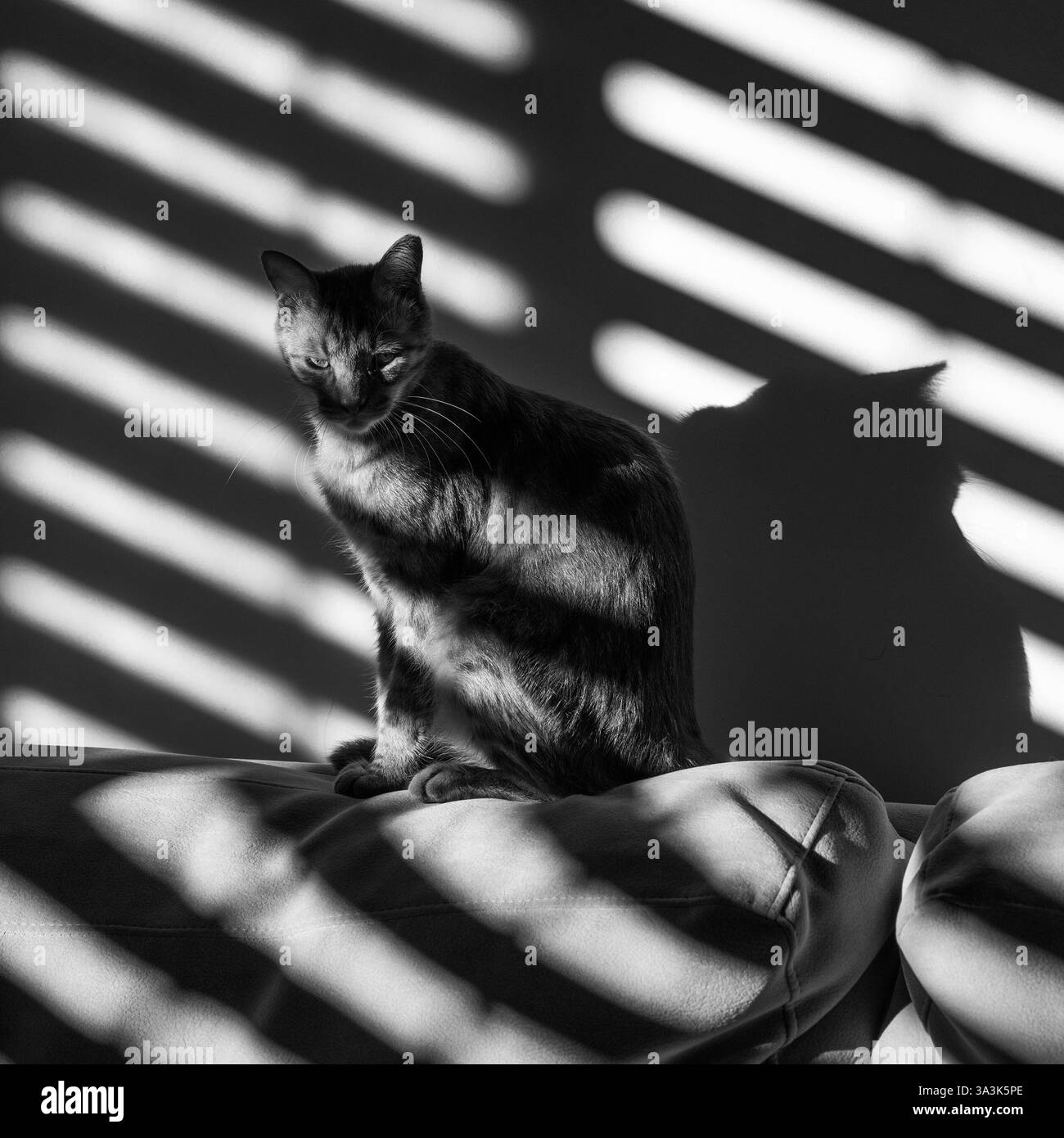 Un gatto domestico seduto sui cuscini del divano all'ombra delle tende alle finestre. Foto Stock