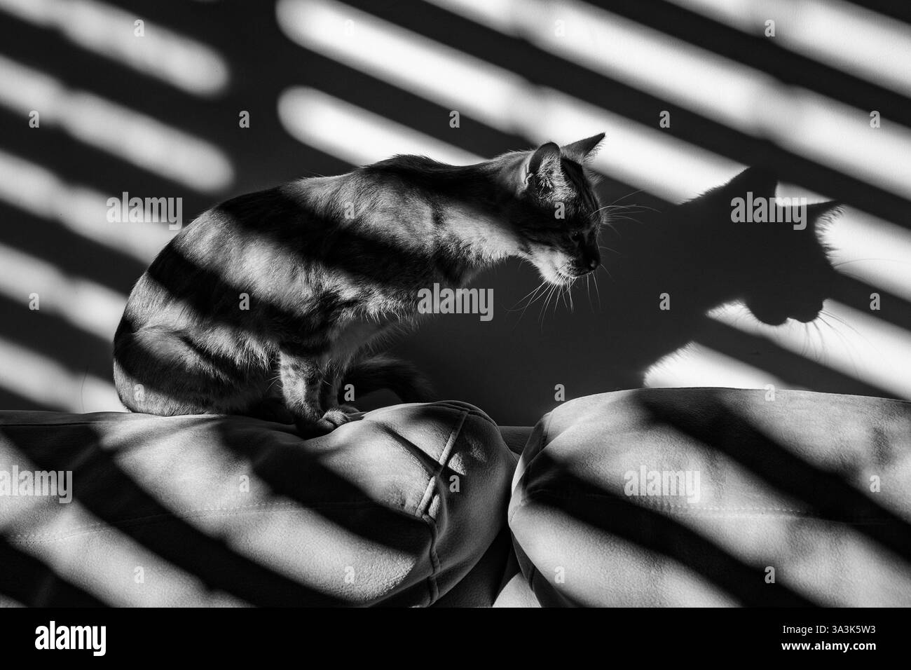 Un gatto domestico seduto sui cuscini del divano all'ombra delle tende alle finestre. Foto Stock