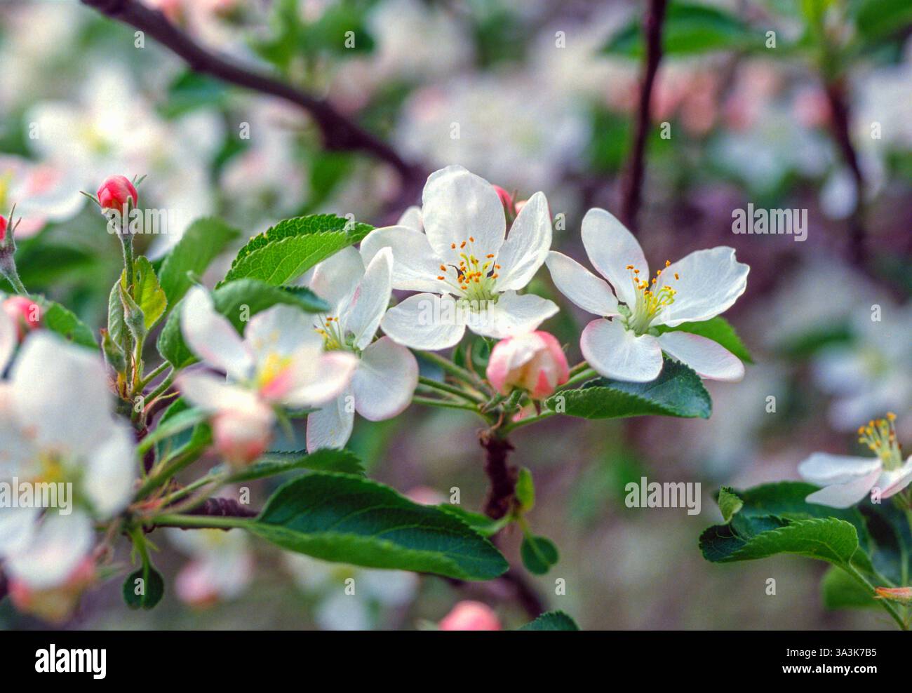 Molla di fiori di Apple Foto Stock