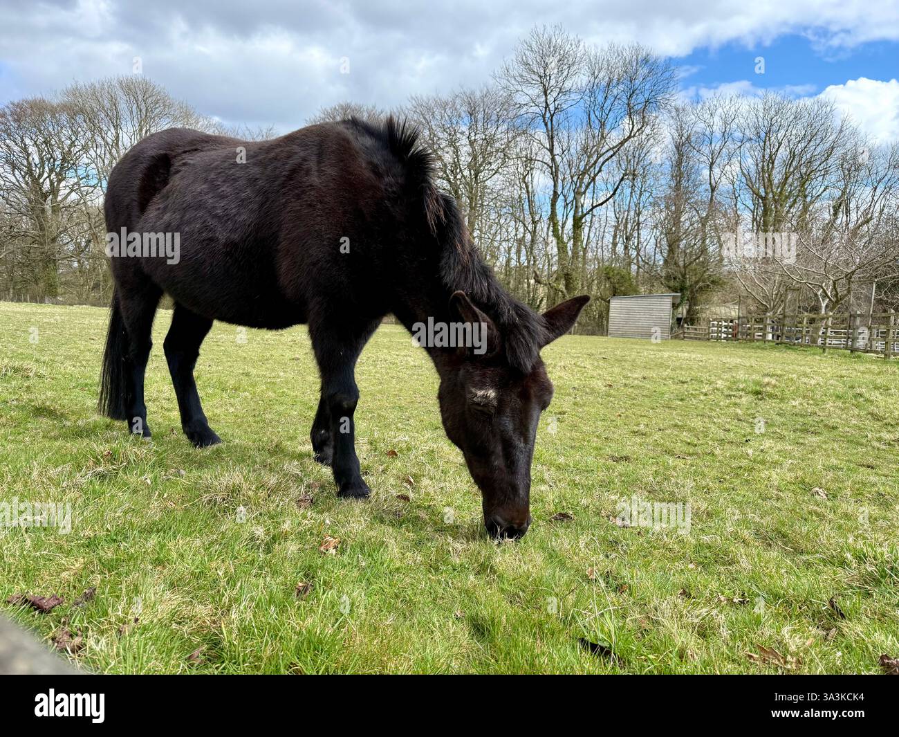 Un asino nel Paddock, il Santuario dell'asino, Sidmouth, Devon - Immagine stock catturata con smartphone