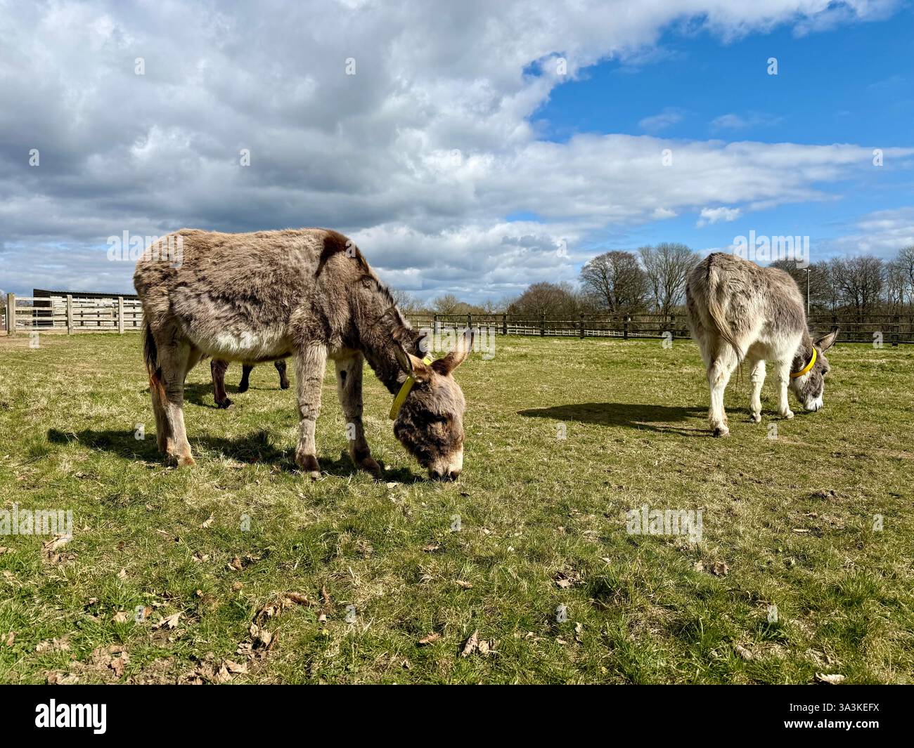Asini che pascolano nel loro campo - il Santuario degli asini, Sidmouth, Devon - Immagine stock catturata con smartphone