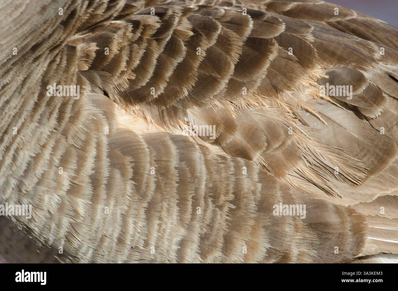 Canada Goose, Branta canadensis, dettaglio di piume Foto Stock