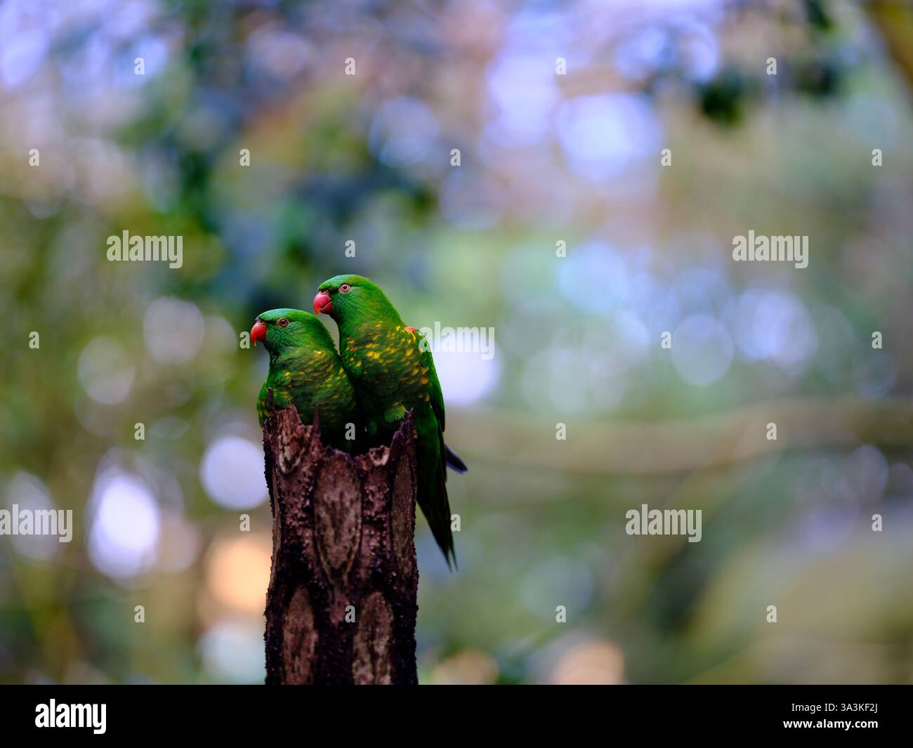 Due adorabili lorikeets dal petto sgargiante con un vivace piumaggio. Foto Stock