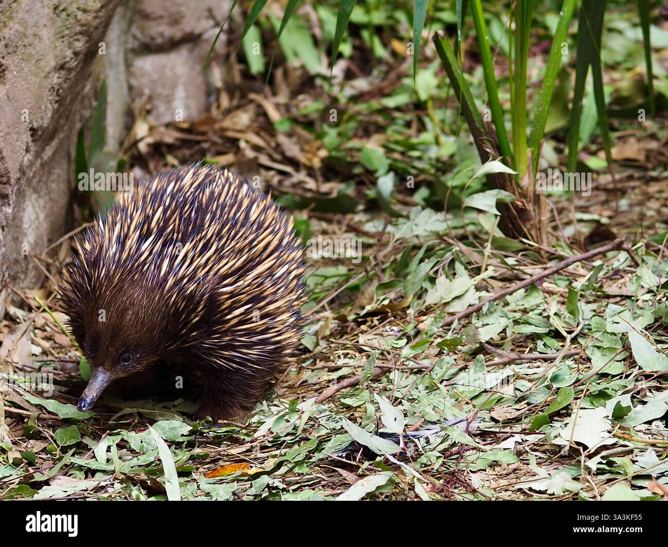 Incredibile spettacolare Echidna dal becco corto in uno sfondo naturale. Foto Stock