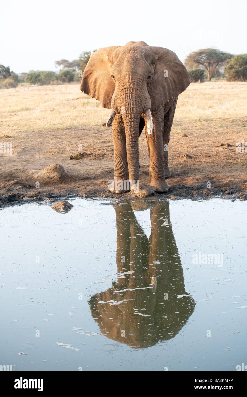 Elefante africano (Loxodonta Africana), giovane toro in una pozza d'acqua Foto Stock