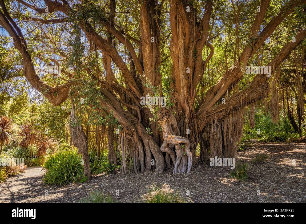 Il più grande albero di Natale neozelandese negli Stati Uniti, con numerose radici aeree massicce e fitte fogliame sempreverde nel Golden Gate Park di San Francisco Foto Stock