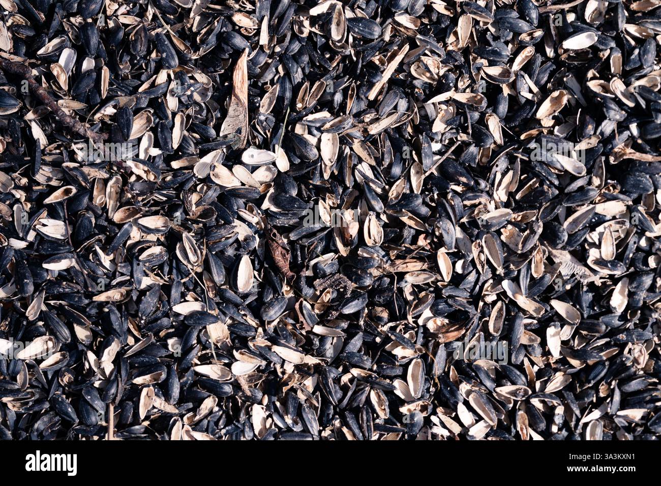 Telaio completo di gusci di semi di girasole Foto Stock