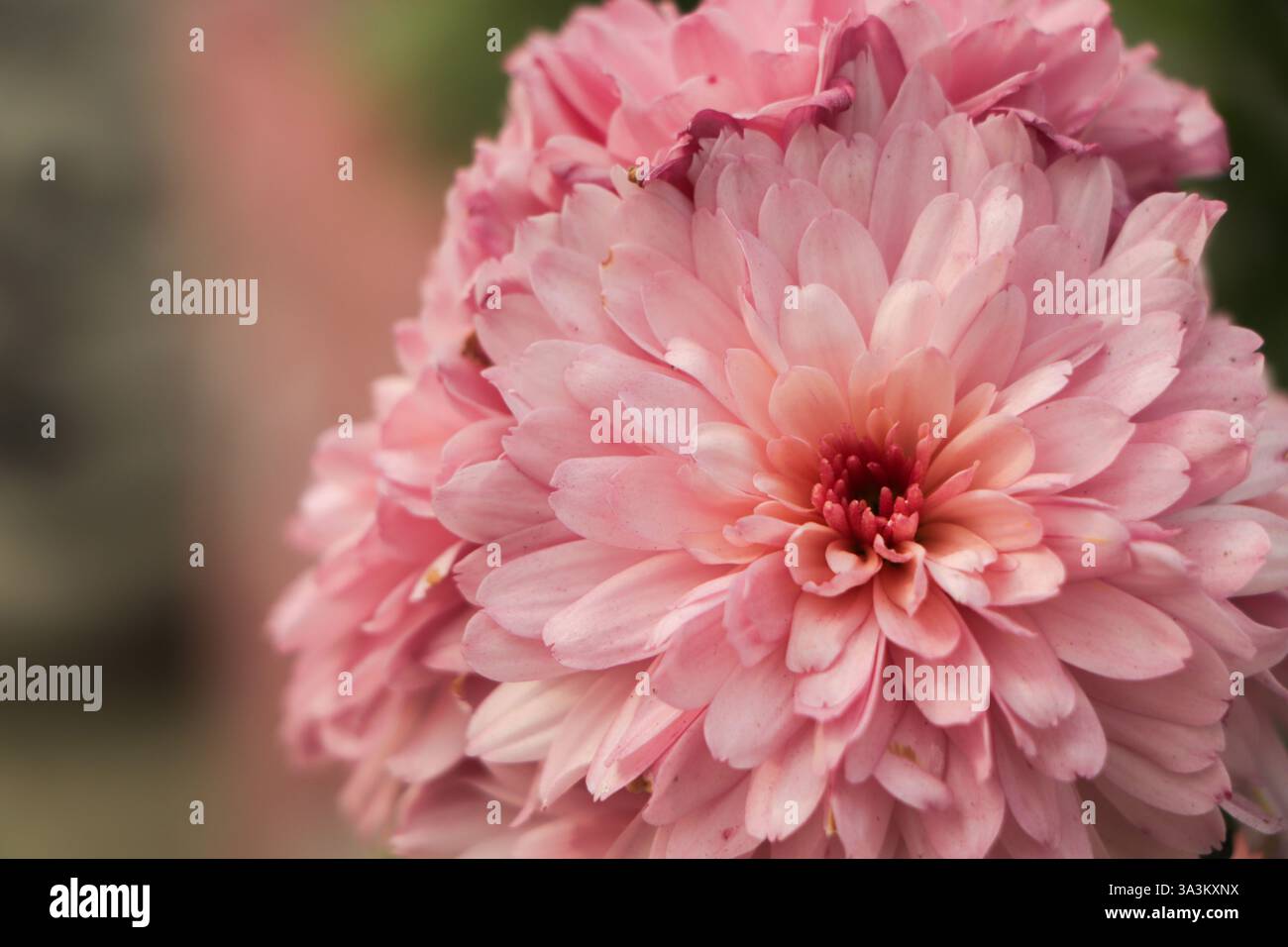 Sfondo floreale del fiore di crisantemo rosa Foto Stock