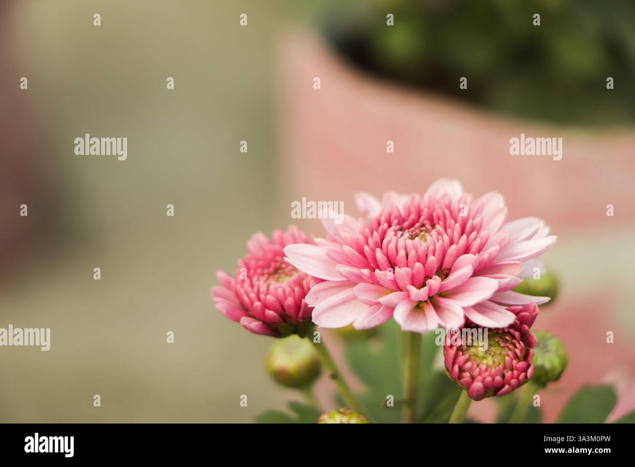 Bellissimo fiore rosa al crisantemo con sfondo verde Foto Stock