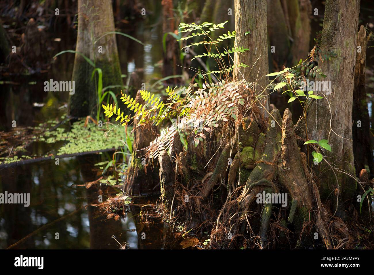 Cypress si inginocchia nella palude. Per adattarsi ai terreni morbidi nelle paludi, Cypress (Taxodium sp.) gli alberi hanno sviluppato un sistema di ginocchia senza fronzoli che sporgono Foto Stock