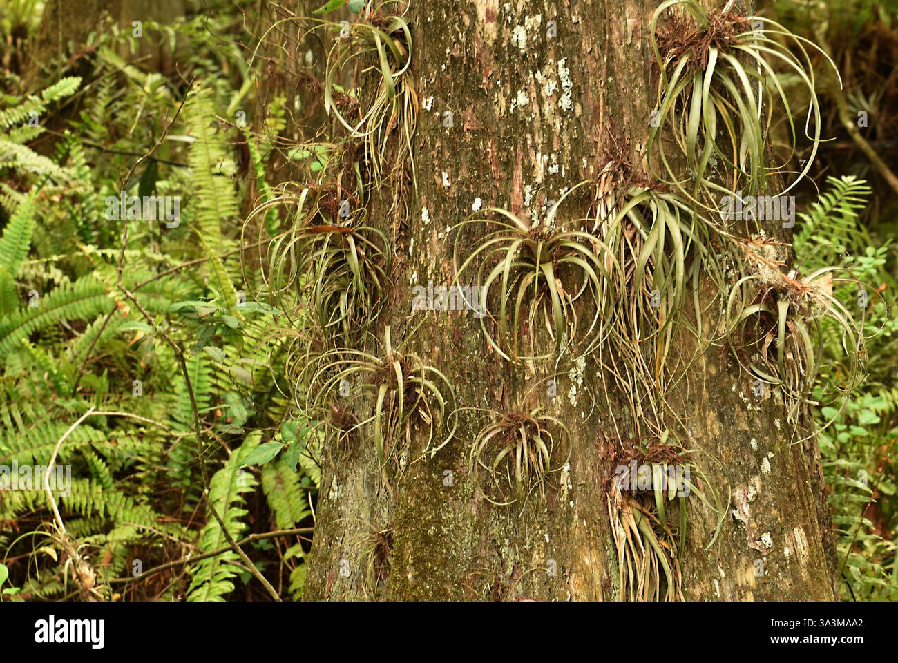 Una delle molte specie trovate nel Santuario della palude di Audubon, Naples, Florida, febbraio. Foto Stock