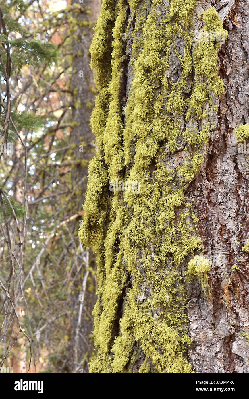 Letharia vulpina, o lichen lupo, è una specie di fungo fruticoso lichenizzato della famiglia delle Parmeliaceae. E' giallo-verde brillante, arbusto e molto alto Foto Stock