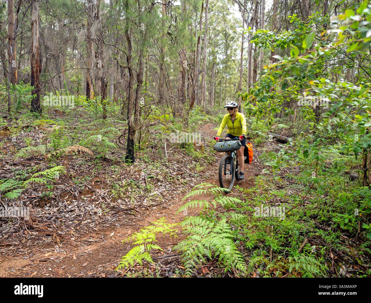 Ciclista sul Munda Biddi Trail vicino a Pemberton Foto Stock
