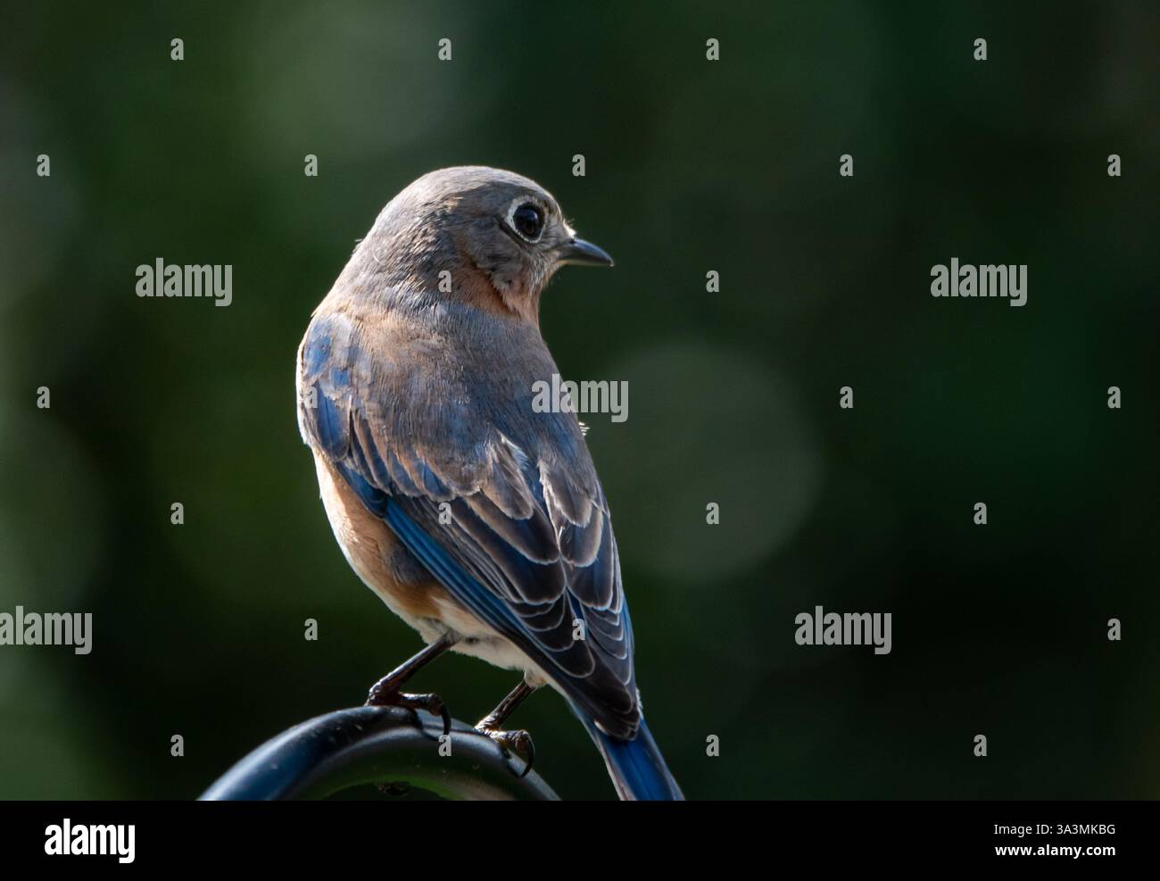Primo piano di un uccello rosso orientale isolato su uno sfondo verde scuro Foto Stock