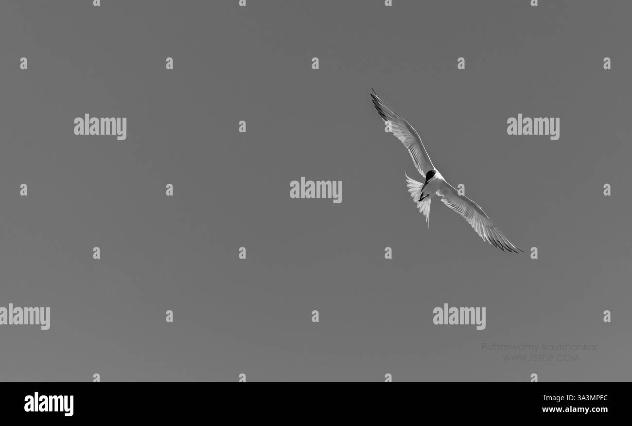 Crogiolarsi al sole Foto Stock