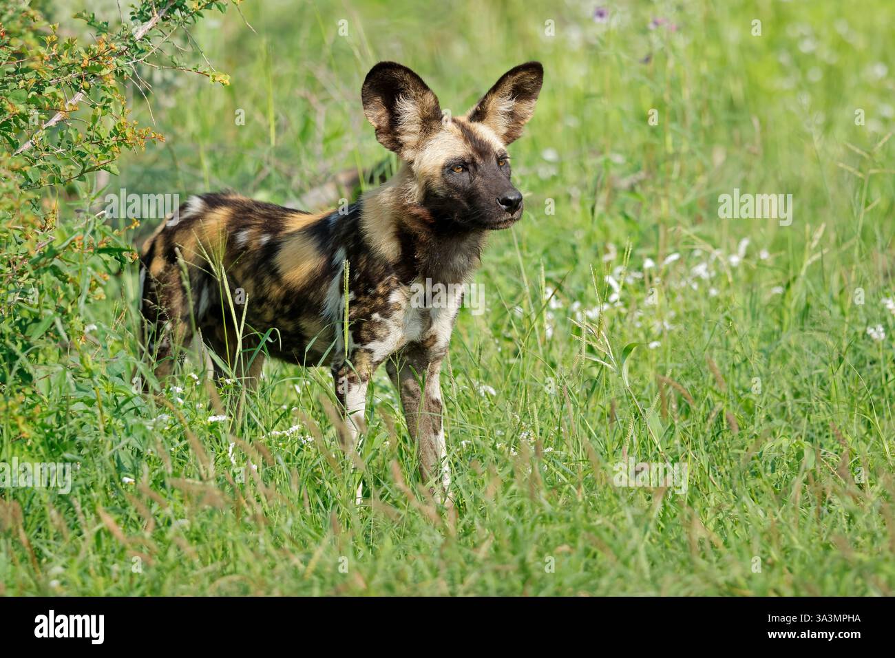 Cane selvatico africano o cane da caccia dipinto (Lycaon pictus) in piedi nell'habitat naturale, riserva di caccia Madikwe, Sudafrica Foto Stock