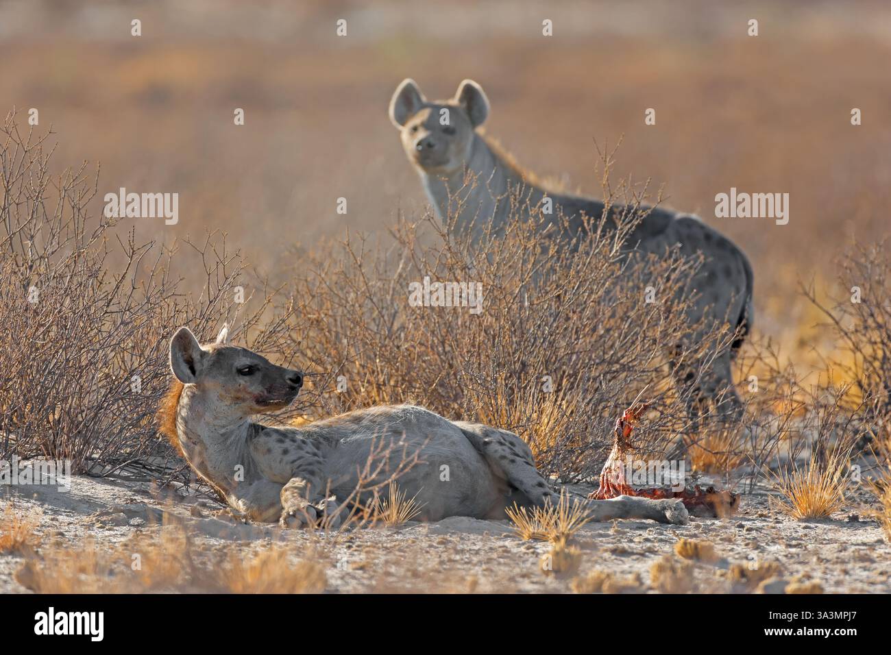Avvisa iene avvistate (Crocuta crocuta) in habitat naturale, deserto del Kalahari, Sudafrica Foto Stock