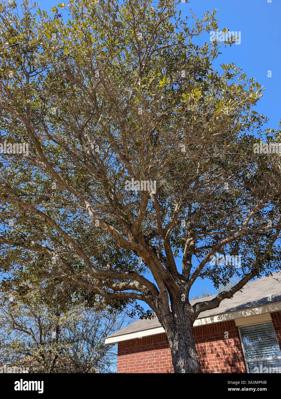 Un bel mondo di alberi - Immagine stock catturata con smartphone