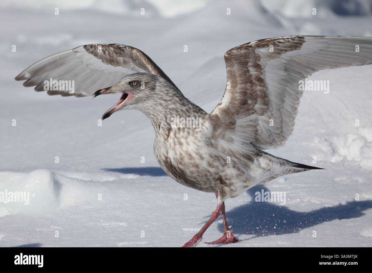 Il gabbiano alato glaucous (Larus glaucescens) è un grande gabbiano dalla testa bianca. Questa foto è stata scattata a Hokkaido, in Giappone. Foto Stock