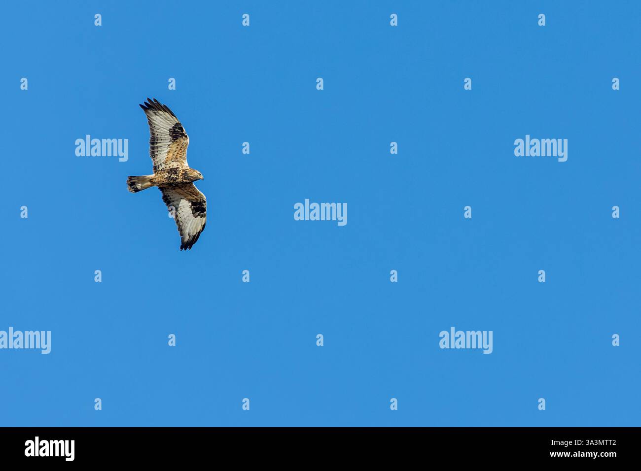 Buzzard, Buteo lagopus dalle gambe ruvide, volando in alto durante la fine dell'autunno nel nord della Norvegia. Foto Stock