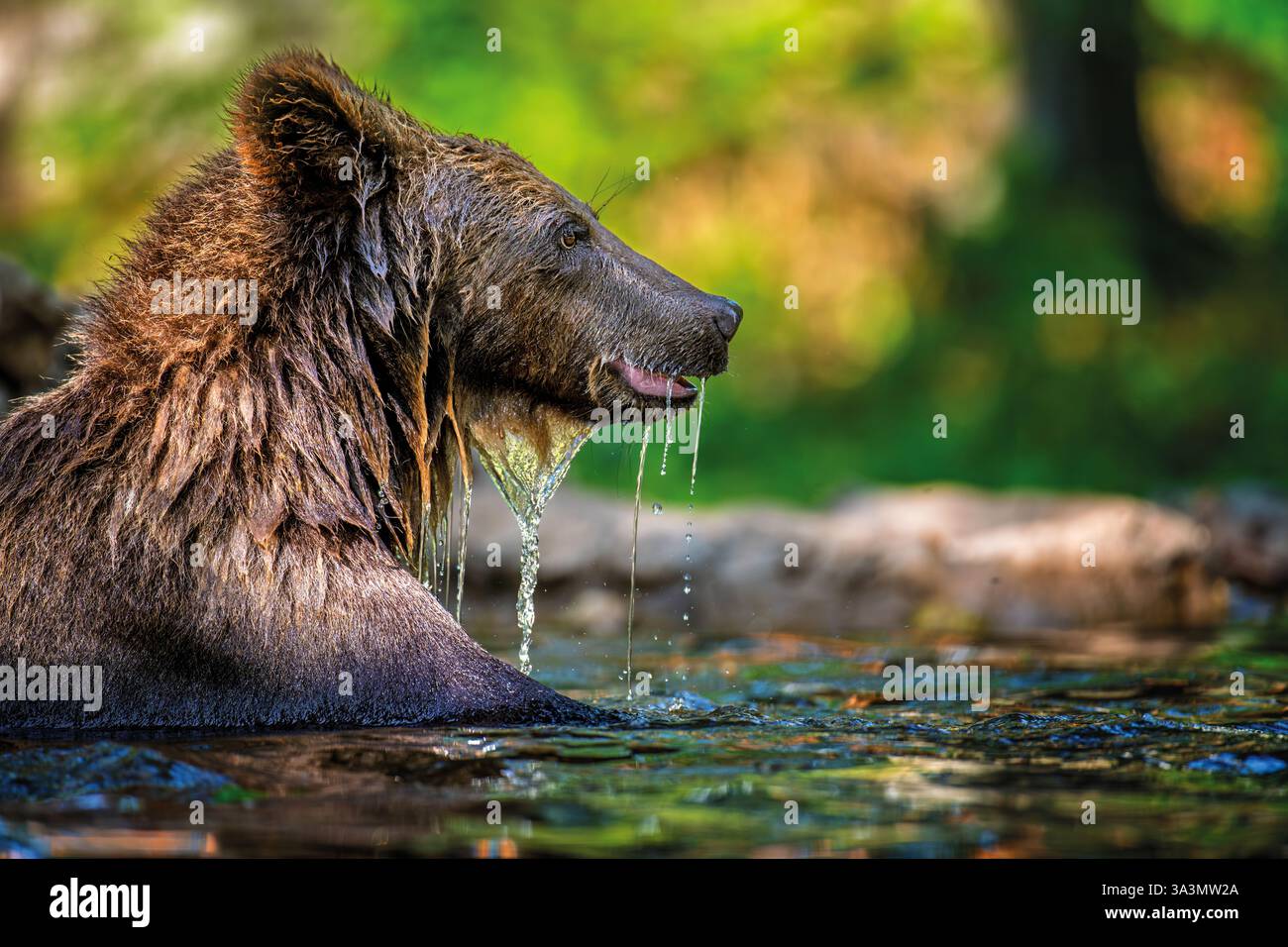 Orso bruno selvatico (Ursus arctos) nel fiume della foresta. Animale in habitat naturale. La scena della fauna selvatica Foto Stock